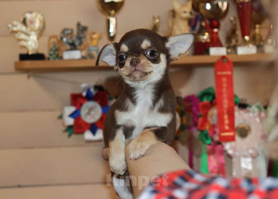 Собаки в Москве: Шоколадный красавчик чихуахуа Мальчик, 55 000 руб. - фото 4