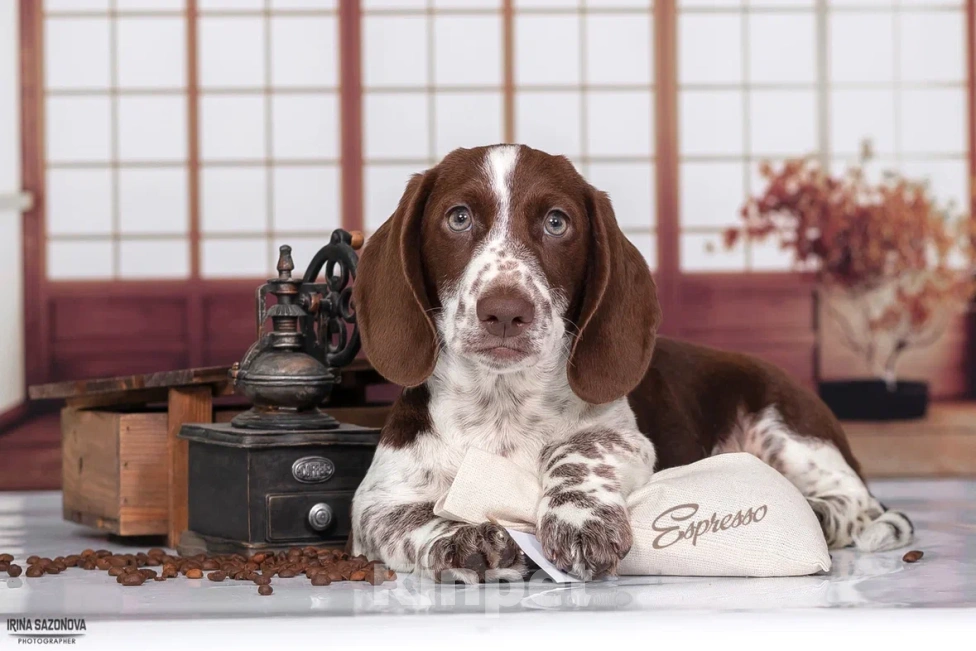 Собаки в Москве: Такса окрас Пайболд  Мальчик, 75 000 руб. - фото 4