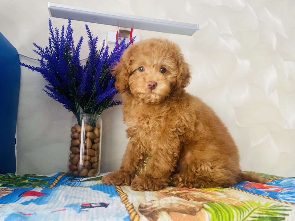 Собаки в Омске: Той пудель,щенок Мальчик, 80 000 руб. - фото 2