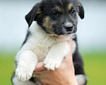 Собаки в Москве: Самый суровый бутуз, щенок Хаммер  Мальчик, 1 руб. - фото 2