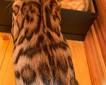 Кошки в Истре: Ручная бенгалочка с документами Девочка, 24 000 руб. - фото 5