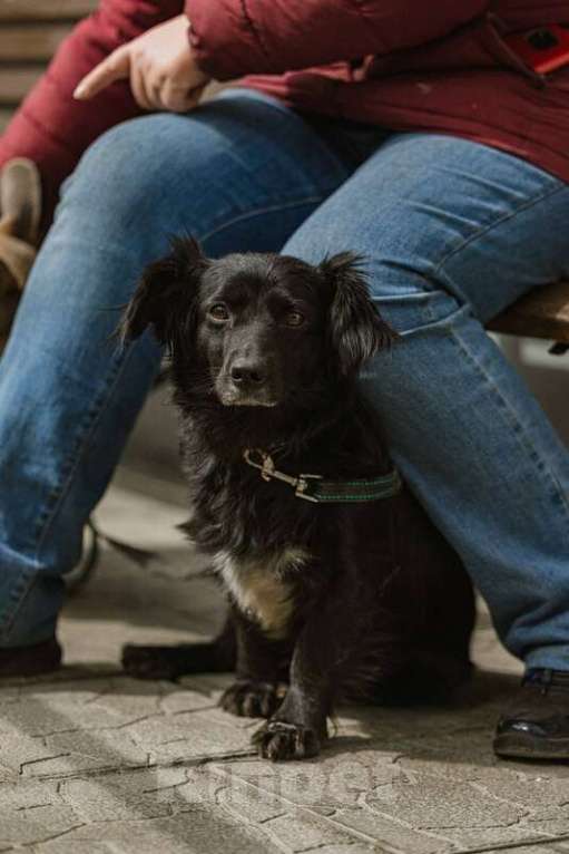 Собаки в Москве: Маленькая коротколапая собачка Торри в добрые руки Девочка, Бесплатно - фото 2