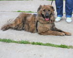 Собаки в Москве: Тигруля в поисках своей родной семьи! Мальчик, Бесплатно - фото 8