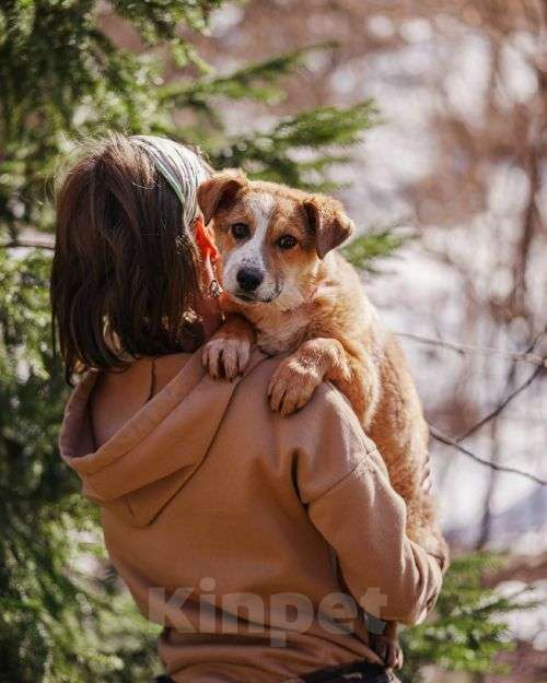 Собаки в Москве: Милейшая Дива,домашняя девочка-щенок ищет дом Девочка, Бесплатно - фото 5