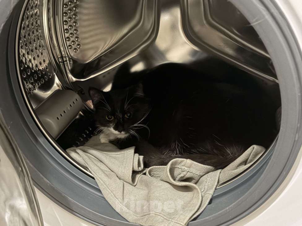 Кошки в Санкт-Петербурге: Подросток из приюта в добрые руки Девочка, Бесплатно - фото 5