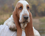 Собаки в Армавире: Щенки бассет хаунда Мальчик, 50 000 руб. - фото 8