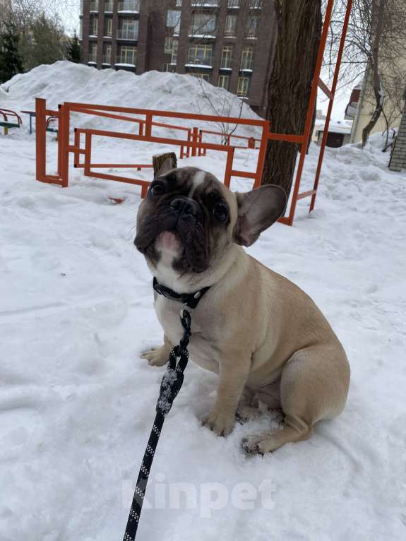 Собаки в Новосибирске: Продам щенка французского бульдога. Мальчик, 23 000 руб. - фото 1