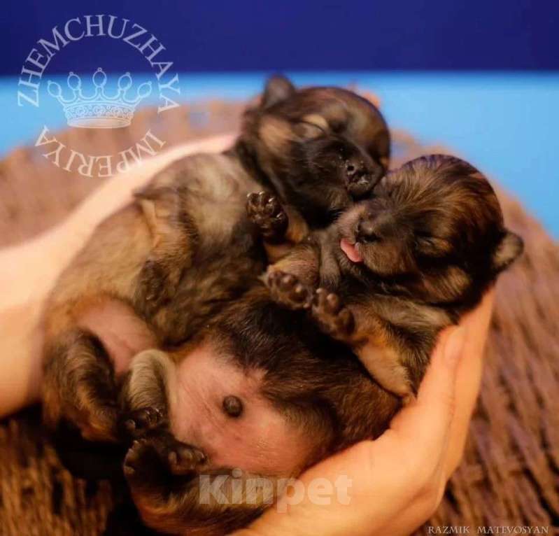 Собаки в Ульяновске: Милые шпицы малыши, 1 руб. - фото 3