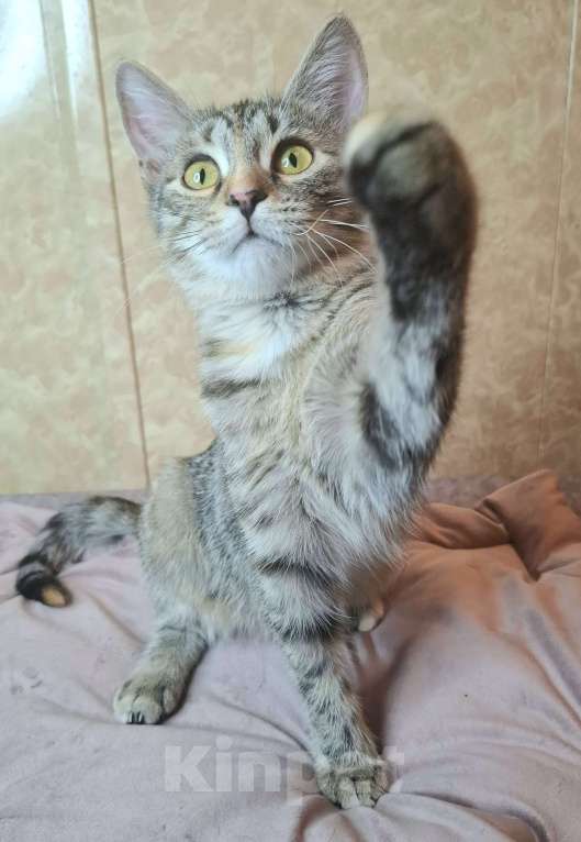 Кошки в Москве: Сэра едет на выставку-пристройство WOOF в Москву  Девочка, Бесплатно - фото 8