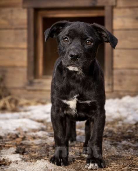 Собаки в других городах Московской области: Жизнерадостная Ника, метис лабрадора Девочка, Бесплатно - фото 3