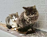 Кошки в Москве: Котёнок серый пушистый  Мальчик, Бесплатно - фото 1