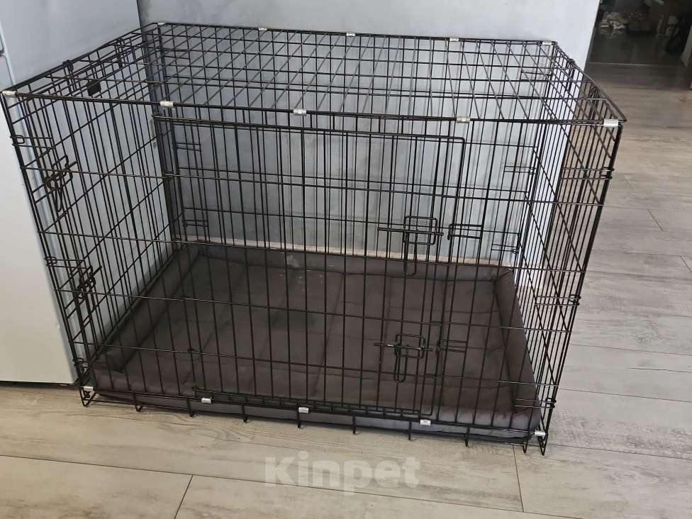 Собаки в других городах Краснодарского края: Отдам в хорошие руки Тайского риджбека Мальчик, Бесплатно - фото 4