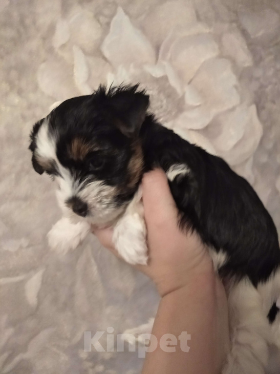 Собаки в Сатке: Щенки бивер йорка Девочка, 40 000 руб. - фото 2