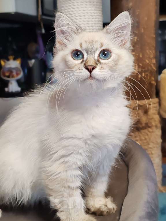 Кошки в других городах Московской области: Девочка Сия Девочка, 35 000 руб. - фото 2