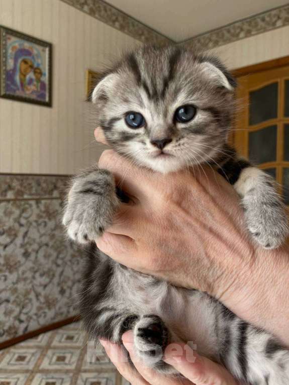 Кошки в Оренбурге: Продам котят: мальчик и девочка Мальчик, 2 500 руб. - фото 3