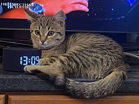 Маленькая игривая кошечка ищет семью