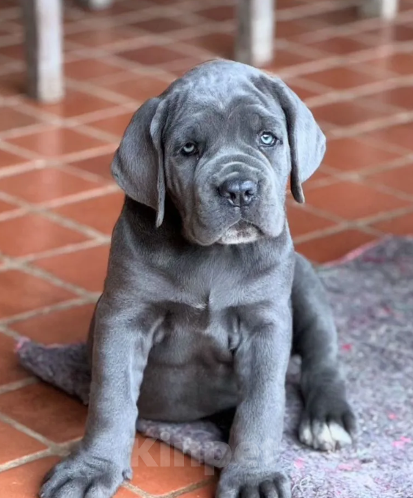 Собаки в Краснодаре: Щенки кане корсо от Топ питомника Девочка, 200 000 руб. - фото 4