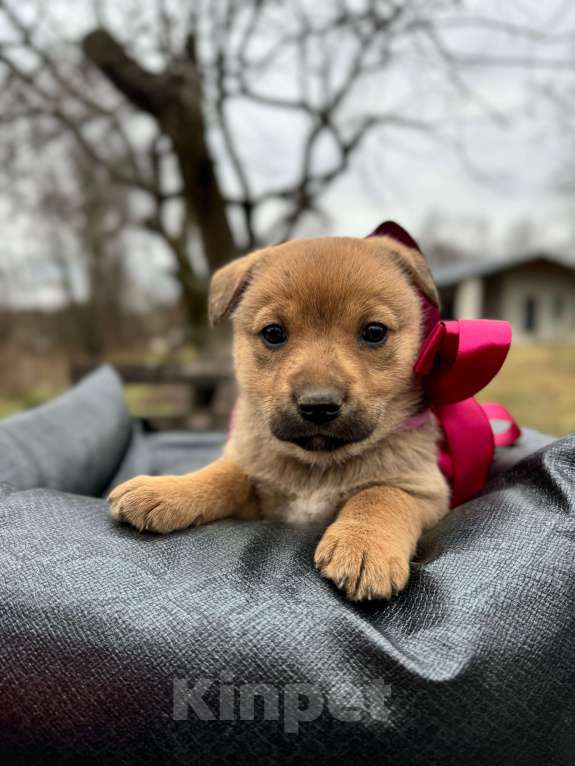 Собаки в других городах Тульской области: Щенки цвергипинчера метисы Мальчик, Бесплатно - фото 2