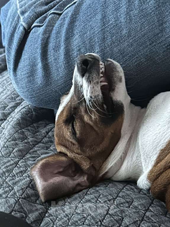 Собаки в Москве: Срочно  Девочка, 5 000 руб. - фото 2