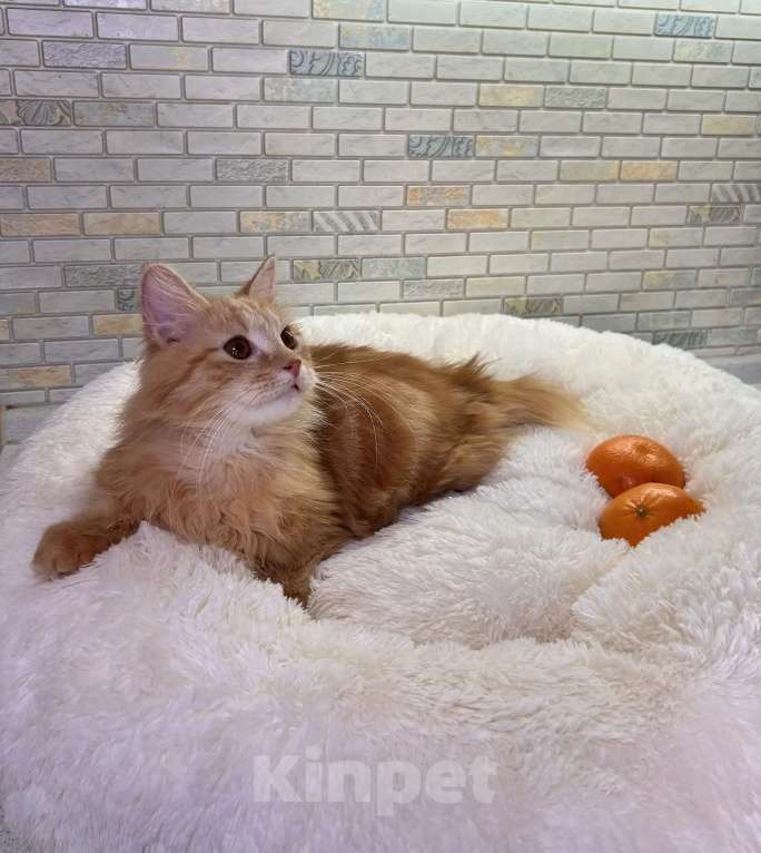 Кошки в Калуге: Забава Девочка, Бесплатно - фото 2