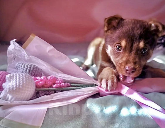 Собаки в Москве: Тося ищет дом Девочка, Бесплатно - фото 1