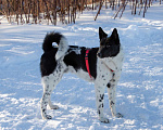 Собаки в Москве: Черно-белый рысак Энцо, 2 года.  Мальчик, Бесплатно - фото 2