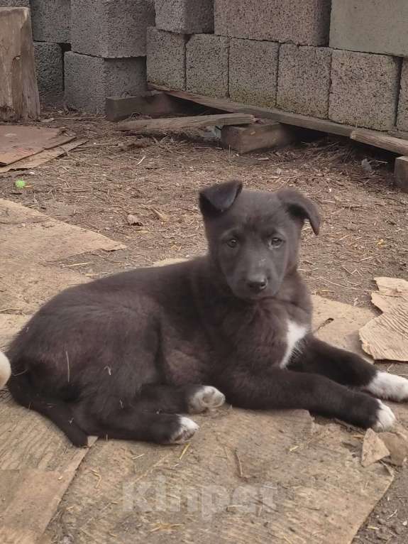 Собаки в Курске: Щенок в добрые руки  Девочка, 10 руб. - фото 7
