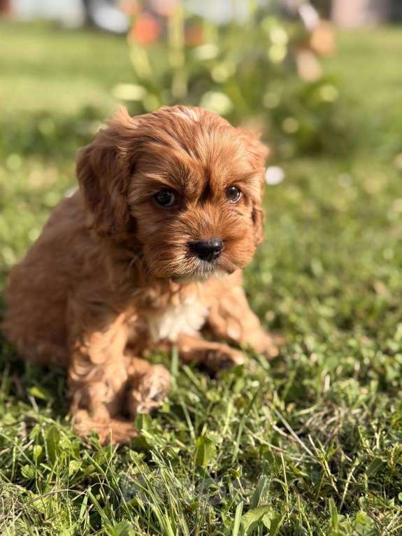 Собаки в Москве: Кавапу щенок мальчик Мальчик, Бесплатно - фото 9