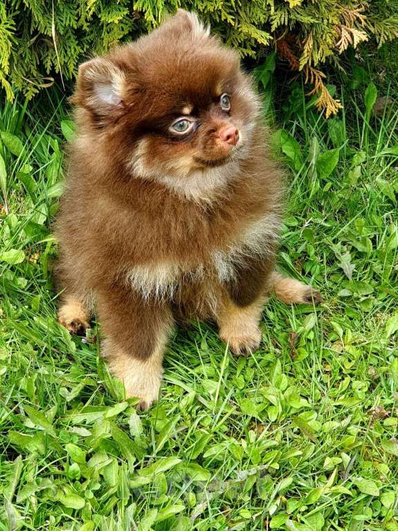 Собаки в других городах Московской области: Померанский шпиц коричнево-подпалый Мальчик, 30 000 руб. - фото 6