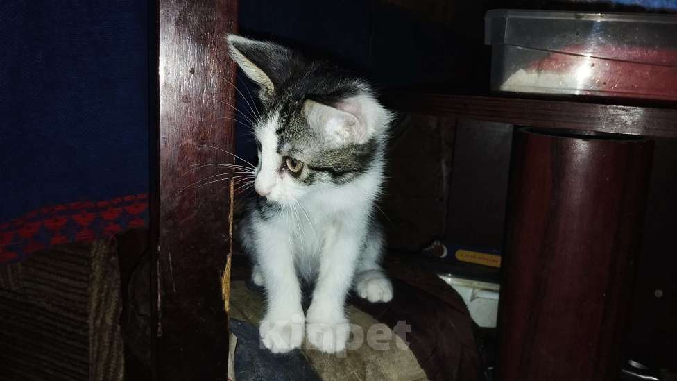 Кошки в Симферополе: Отдаю котят в хорошие руки Мальчик, Бесплатно - фото 3