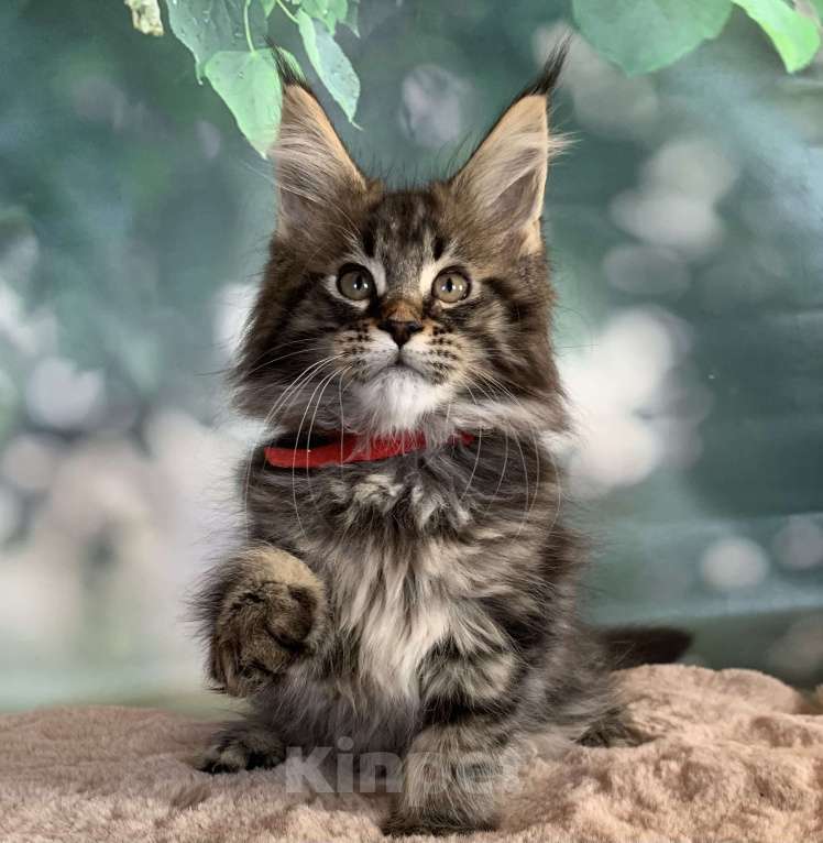 Кошки в других городах Ленинградской области: Котята мейн кун из питомника Nord-Westland Девочка, 50 000 руб. - фото 1