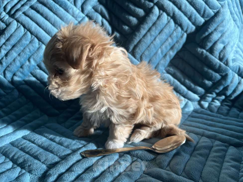 Собаки в Новосибирске: Продам щенка мальтипу мини, F1. Девочка Девочка, 80 000 руб. - фото 1