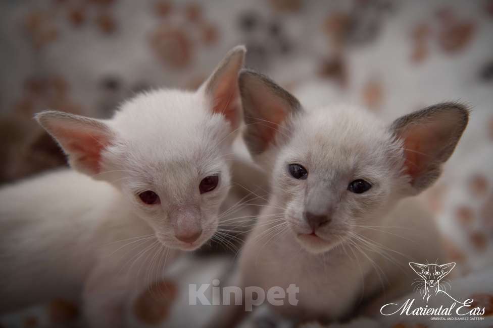 Кошки в Санкт-Петербурге: Красавица Мейлун ищет своих пап и мам Девочка, 70 000 руб. - фото 1