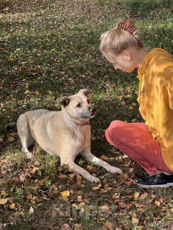 Собаки в Москве: Молодой небольшой чудесный пёсик Люмос в добрые руки Мальчик, 1 руб. - фото 9