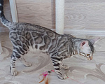 Кошки в Москве: Бенгальский мальчик серебро  Мальчик, Бесплатно - фото 9
