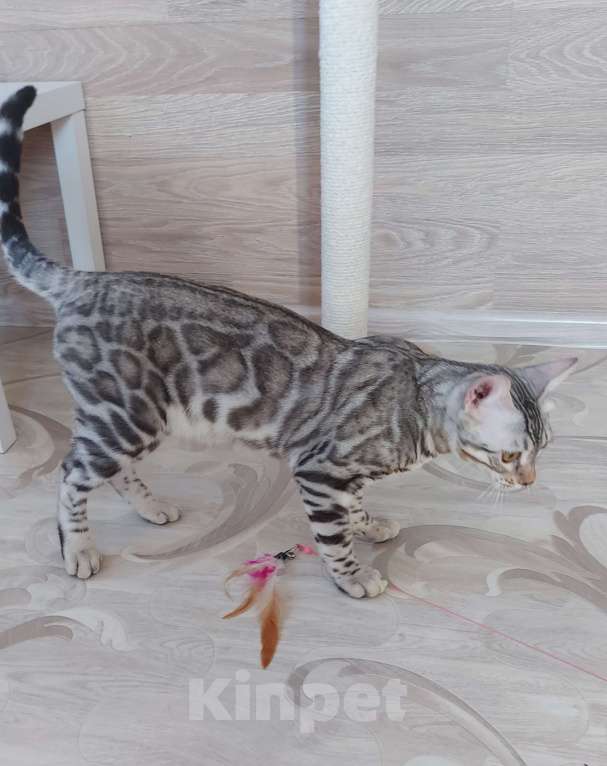 Кошки в Москве: Бенгальский мальчик серебро  Мальчик, Бесплатно - фото 9