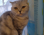 Кошки в Пикалево: Отдам котят бесплатно, Бесплатно - фото 1