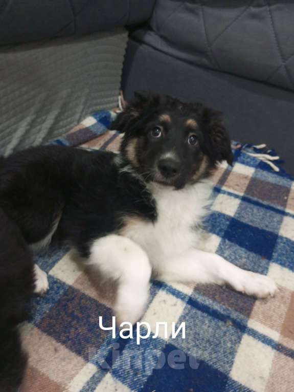 Собаки в других городах Московской области: Щенок в добрые руки Мальчик, Бесплатно - фото 9