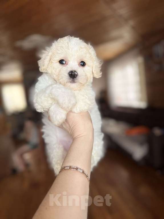 Собаки в Новосибирске: Бишон щенки Мальчик, 45 000 руб. - фото 2