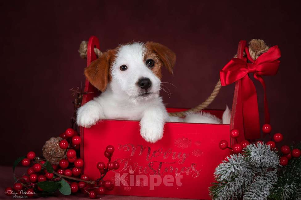 Собаки в Санкт-Петербурге: Марлекс Солар Николь Девочка, 50 000 руб. - фото 8