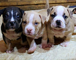 Собаки в Москве: Мальчики и девочки американский булли. Разнополые, 70 000 руб. - фото 3