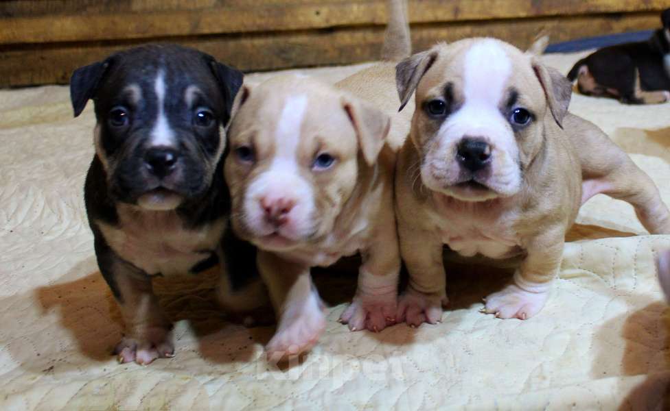 Собаки в Москве: Мальчики и девочки американский булли. Разнополые, 70 000 руб. - фото 3