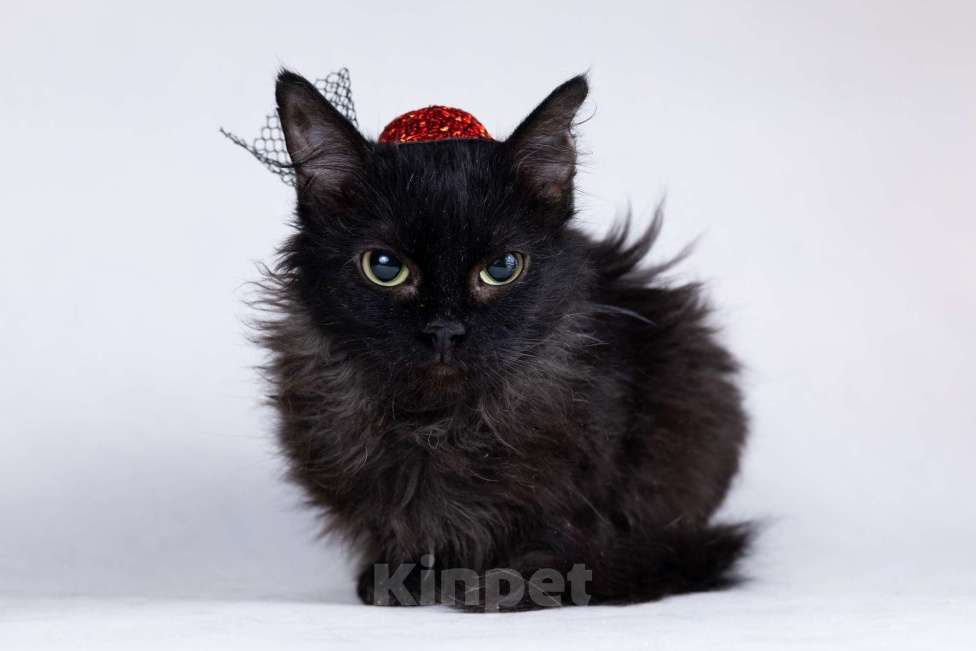 Кошки в Москве: Метис девон-рекса черная кошечка Лора в добрые руки Девочка, 1 руб. - фото 7