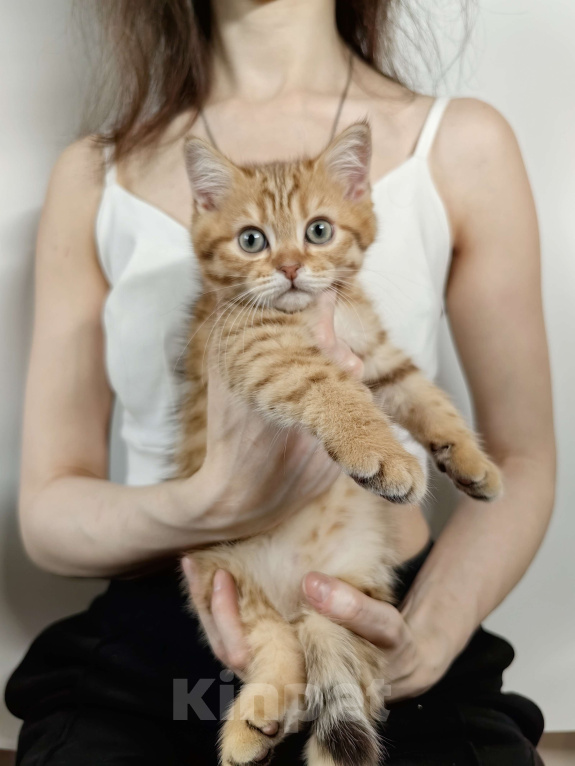 Кошки в Москве: Шотландский котенок шоколадный пятнистый Мальчик, 15 000 руб. - фото 7