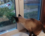 Кошки в Ярославле: Найден кот Мальчик, Бесплатно - фото 3