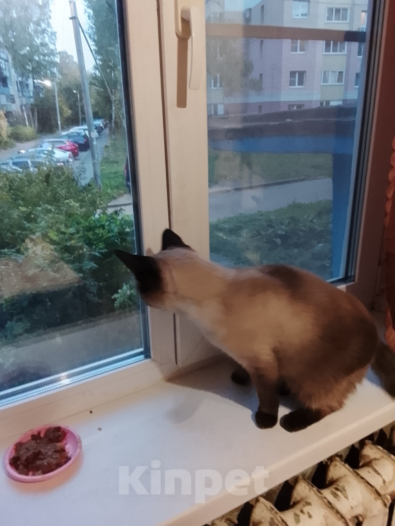 Кошки в Ярославле: Найден кот Мальчик, Бесплатно - фото 3