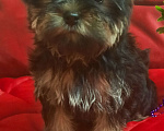 Собаки в Набережных Челнах: Ника,цветной йорк,девочка. Девочка, 45 000 руб. - фото 3