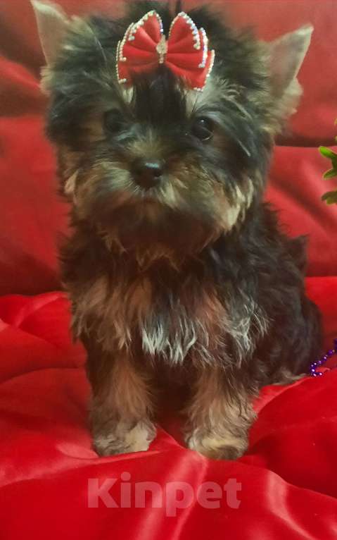 Собаки в Набережных Челнах: Ника,цветной йорк,девочка. Девочка, 45 000 руб. - фото 3