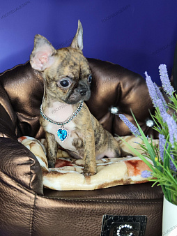 Мальчики чихуахуа бейби фейс 