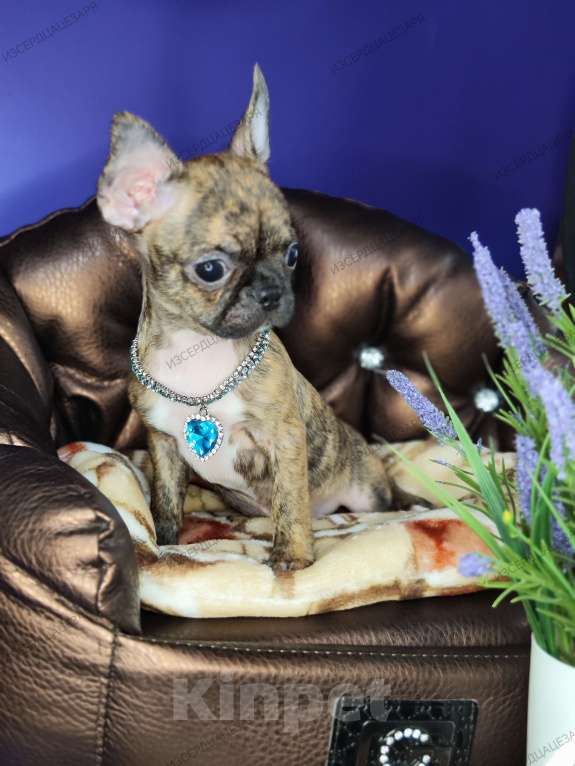 Собаки в Москве: Мальчики чихуахуа бейби фейс  Мальчик, 25 000 руб. - фото 1